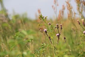 landscape of Field Meadow Grass