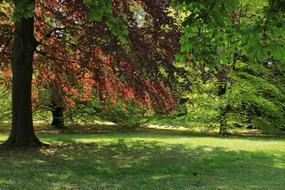 meadow and Trees Leaves in Park