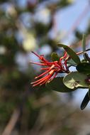 Color Red Flower at garden