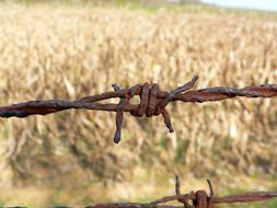 Wire Rusty