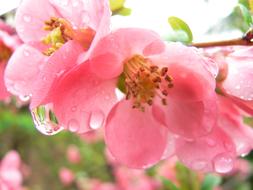 Raindrop Flower Pink