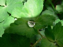 Green leaves After The Rain