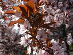 Spring Flowering Tree in japan