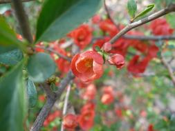 Chaenomeles japonica, Japanese quince, twigs with red flowers