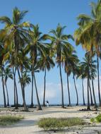 big palms on the coast of Hawaii