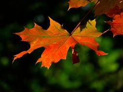 Colorful Autumn Leaf on branch