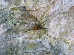 Harvestmen Species Arachnid insect