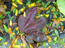 maple leaf and colorful autumn leaves