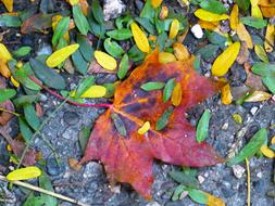 Colorful Leaf Maple