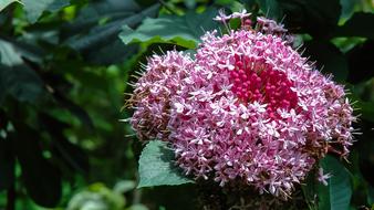 incredibly beautiful Flower Pink