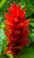 perfect red Blossom close-up on blurred background