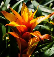 goodly fite Bloom