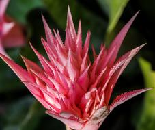 fabulous astra pink Flower