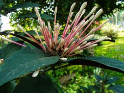 closeup photo of perfect stick Flowers