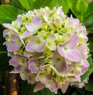 incredibly beautiful Flower Violet