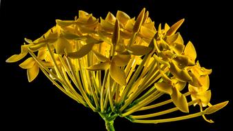 Close-up of the beautiful yellow flowers at black background