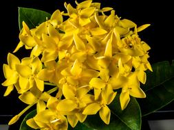 Macro photo of the beautiful yellow flowers and green leaves