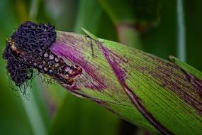 Corn On The Cob Close Up Field