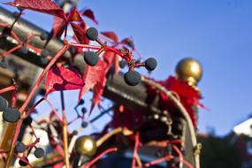 Autumn Wine plants on Railing