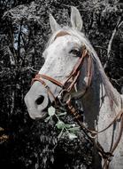 Portrait of the beautiful, gray Arabian horse