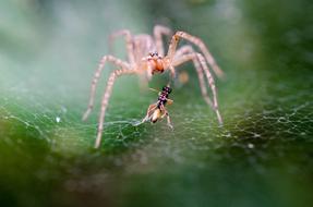 Spider with prey, Macro, blur background