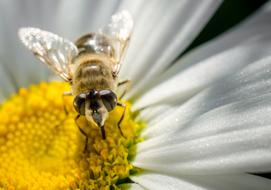 Close-up of the shiny bee on the beautiful, yellow and white daisy flower in sunlight