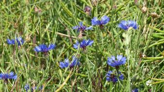 blue cornflowers on the field close-up