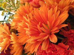 fabulous Orange Flower Summer