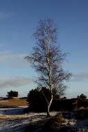 lonely willow in a winter landscape