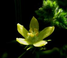 impressively beautiful Bloom Open