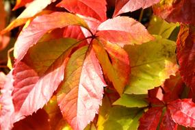 Foliage Grape Wine Partner at Fall