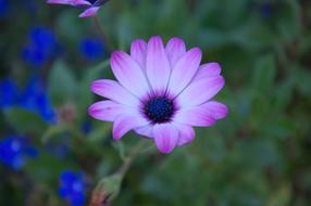 purple-white daisies in the garden