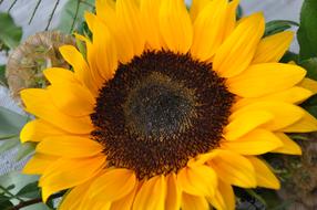 sun Yellow Flowers