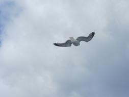 Seagull bird on cloudy Sky