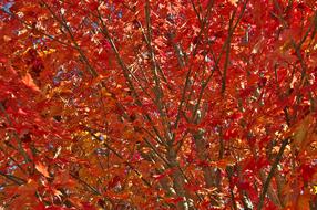 Red Autumn Leaves on Tree