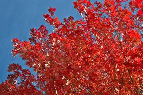 red leaves of autumn tree on blue sky background