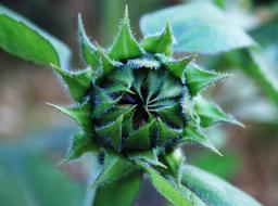 perfect Bud Sunflower