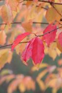 Close-up photo of Autumn Leaves Fall Foliage