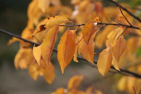 Autumn Leaves Golden tree