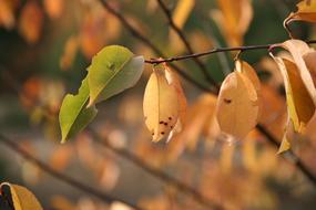 Autumn Golden Leaves