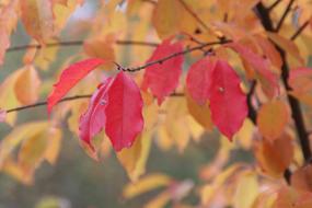 Autumn Leaves Fall Foliage