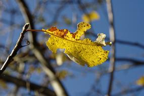 Autumn Yellow leaf