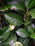 Cobweb Web Networking on leaves