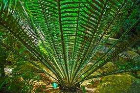 Palm Prickly