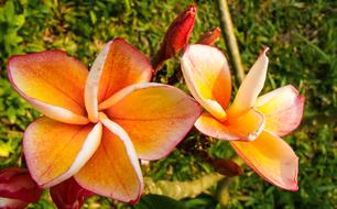 wonderful Flowers Pink orange