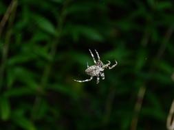 gray spider in a blurred background