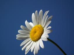 extraordinarily beautiful Daisy White