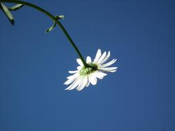 White Daisy at blue sky