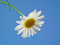 Flower Daisy White yellow
