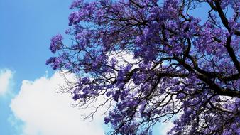 Beautiful Jakaranda tree with purple leaves, under the blue sky with white clouds